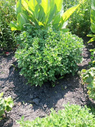 Хризантемы мультифлора