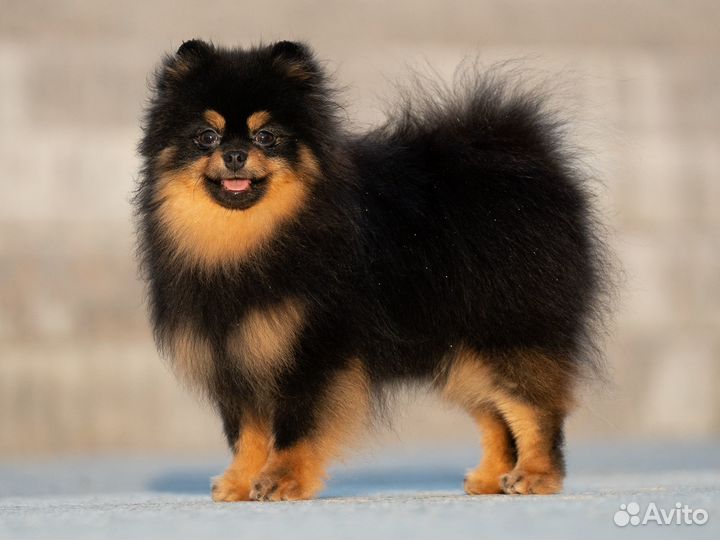 Шпиц померанский чёрно-подпалый
