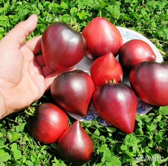 Семена томатов