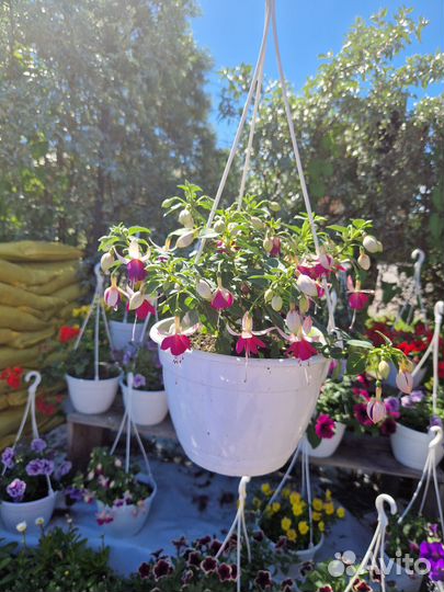 Кашпо петуниии