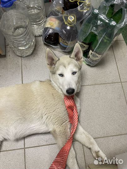 Щенок хаски мальчик