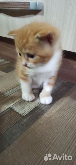 Кошка в дар бесплатно