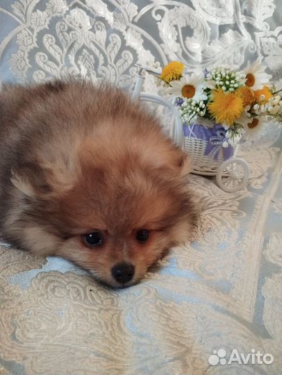 Немецкий шпиц