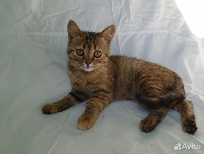 Лапка пока без лапы