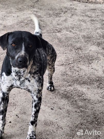 Курцхаар в добрые руки