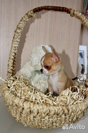 Щенки чихуахуа