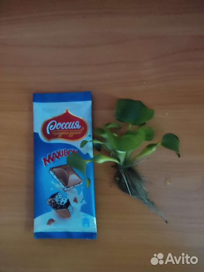 Водный гиацинт