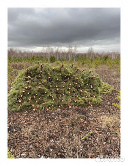 Сосна, ель, пихта, лапник