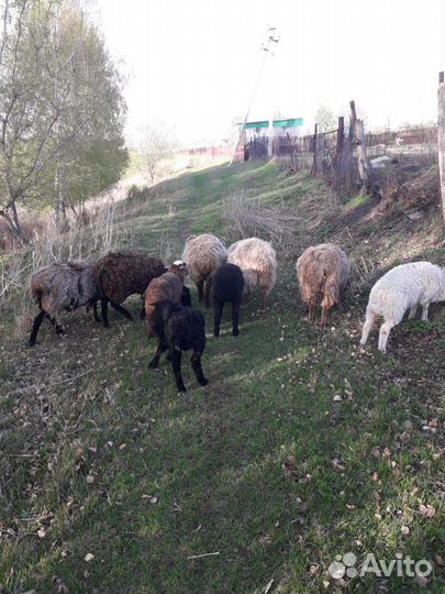 Овцы с ягнятами, бараны