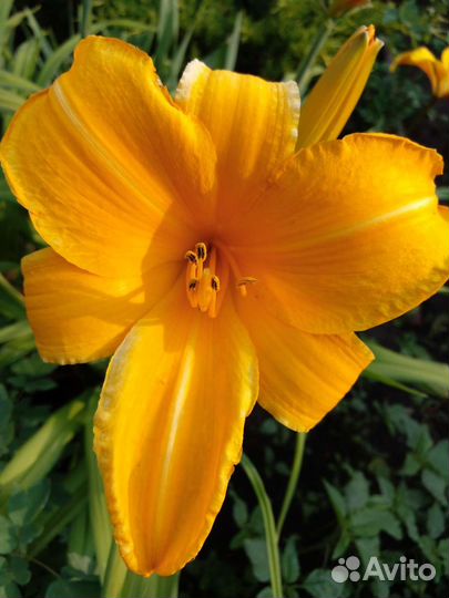 Лилейники сортовые