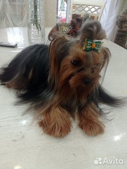 Йоркширский терьер вязка