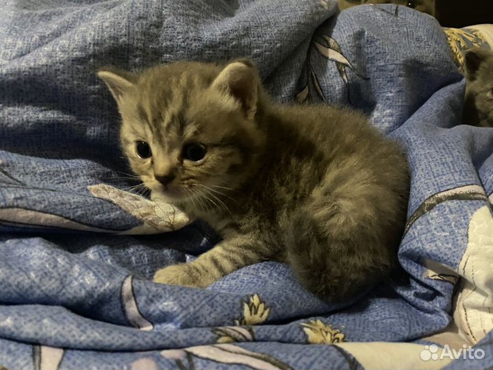 Британская вислоухая кошечка