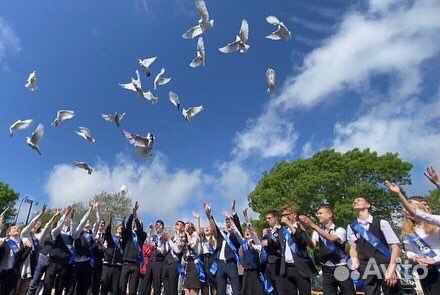 Голуби на любой праздник