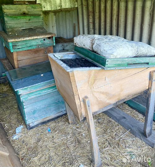 Пчелы улья пасеку