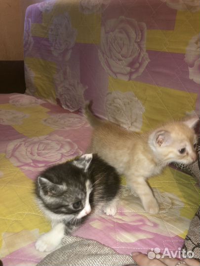 Котята крысоловы