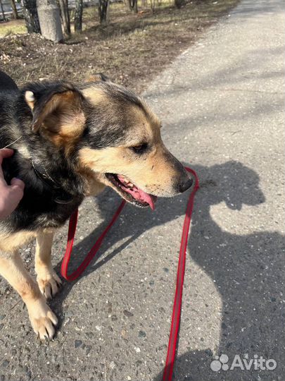 Никто не замечает пёсика