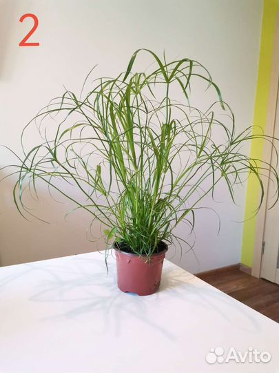 Циперус 30 см