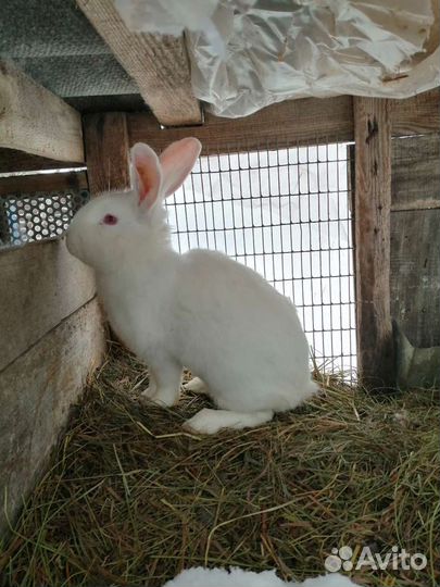 Кролики великаны