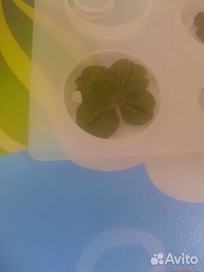 Четырехлистник клевер