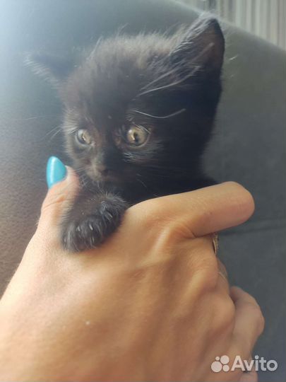 Британские котята