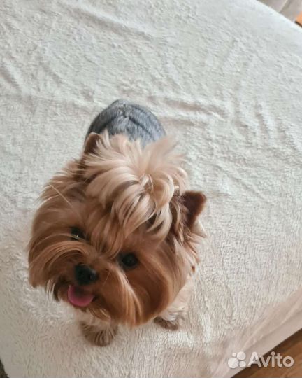 Вязка,йорк, беби фейс