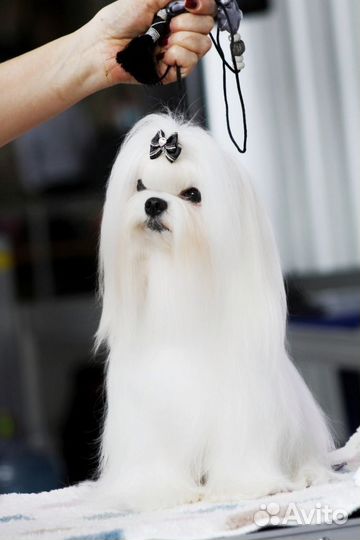 Мальчик мальтезе для вязки