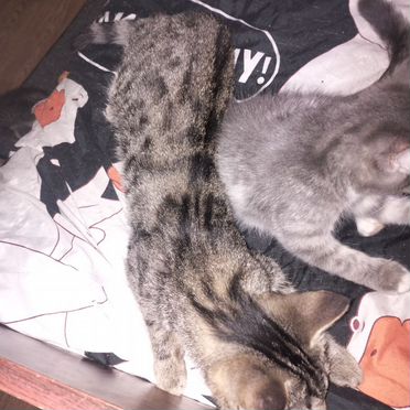 Курильский бобтейл короткошёрстный котёнок