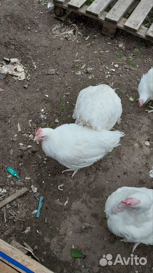 Куры несушки