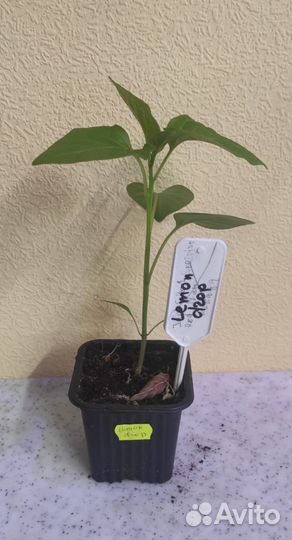 Рассада острых и экстремально острых перцев