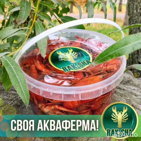 Раки вареные замороженные