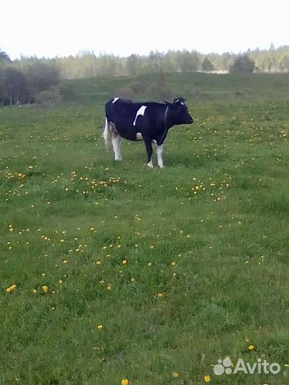 Нетель голштина