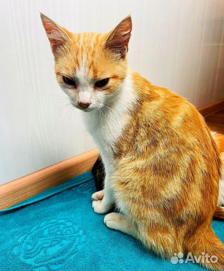 Котёнок рыжий мальчик