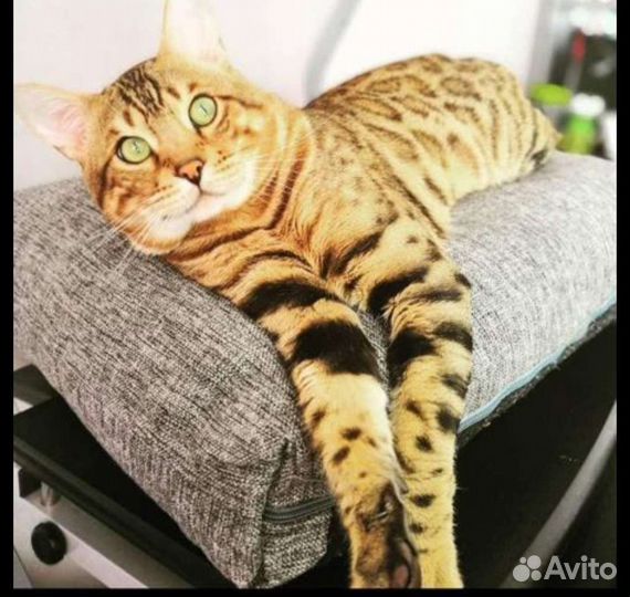 Бенгальский кот вязка