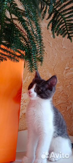 Котят в Добрые руки
