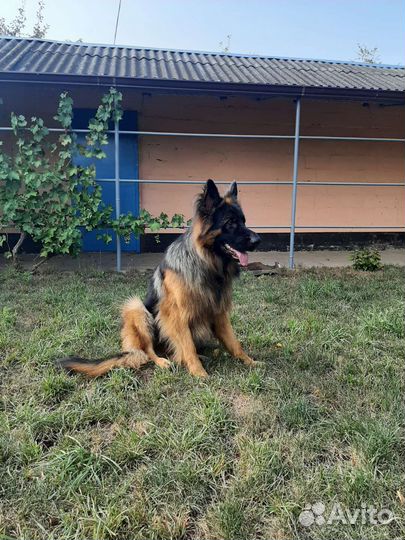 Немецкая овчарка вязка
