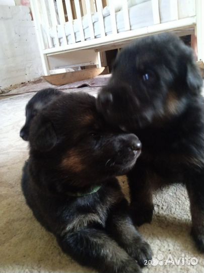 Щенки немецкой овчарки