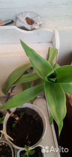 Драцена, Золотой ус