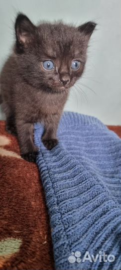 Отдам котят