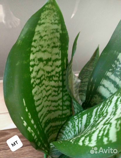 Сансевиерия сортовая Eve (Ева)