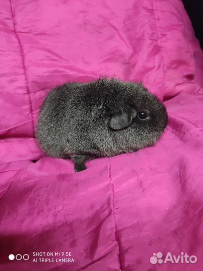 Морская свинка тедди