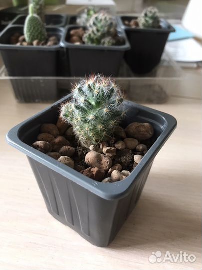 Кактус