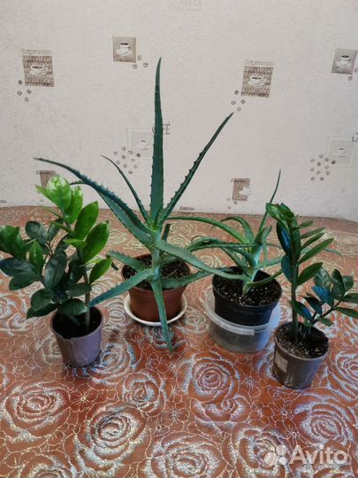 Комнатные растения