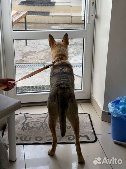 Собака умер хозяин