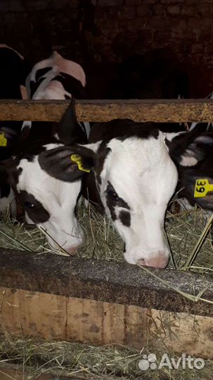 Быки,бычки,телки,телята