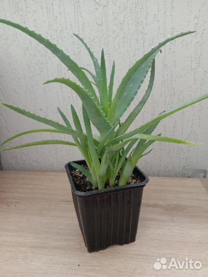 Алоэ в горшочке