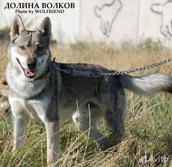 Волкособ кобели