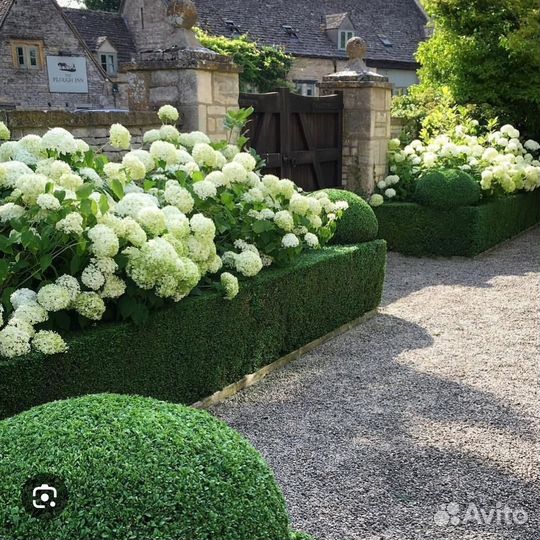 Саженцы самшита