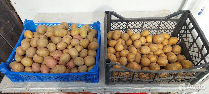 Картофель на посадку
