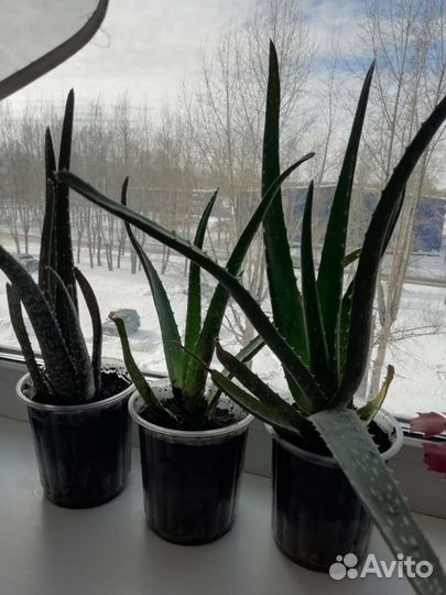Алоэ вера