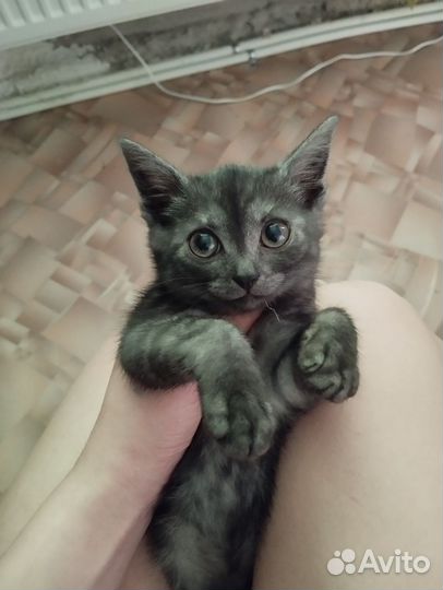 Кошка в дар